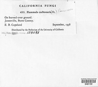 Pholiota carbonaria image